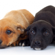 Illustration for article titled Babies Who Hang Around with Dogs Are Healthier Than Regular Babies